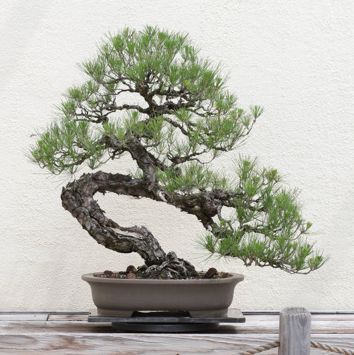 Japanese Black Pine - Bonsai Tree Seed Grow Kit